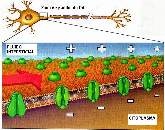 32 MECANISMOS GERADORES E CONDUTORES DO POTENCIAL DE AÇÃO No cone e ao longo de todo o axônio há canais com comporta para o Na e K.