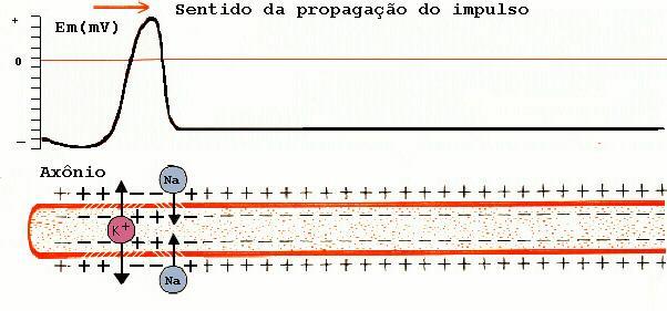 34 relativo (PRR).