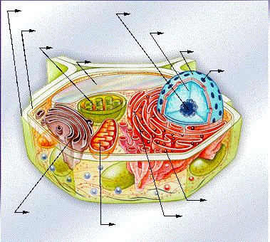 Parede Celulósica Nucléolo Memb.