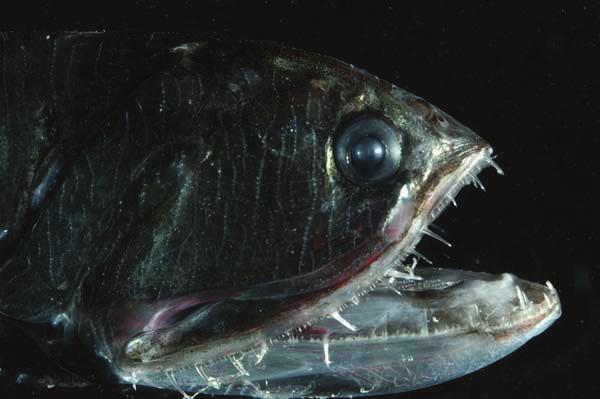 CAPÍTULO 2 -Identificação dos diferentes ecossistemas e habitats do mar profundo A morfologia dos peixes que habitam esta zona é característica e inclui órgãos luminosos, negros ou prateados,