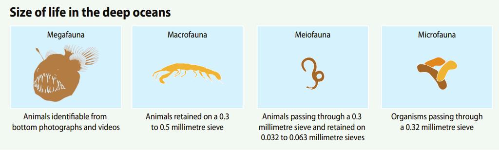 CAPÍTULO 3 - Da margem para as dorsais oceânicas Fig. 5 - Classes de tamanho da fauna encontrada na planície abissal. Megafauna é a fauna que pode ser identificada por fotos e vídeos.