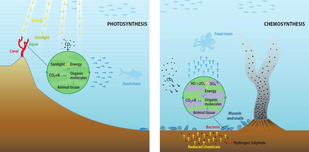 CAPÍTULO 4 - Dorsais oceânicas A temperatura dos fluidos das chaminés varia consoante a profundidade a que estão os campos hidrotermais e pode chegar a atingir os 350 ºC (Figura 7).