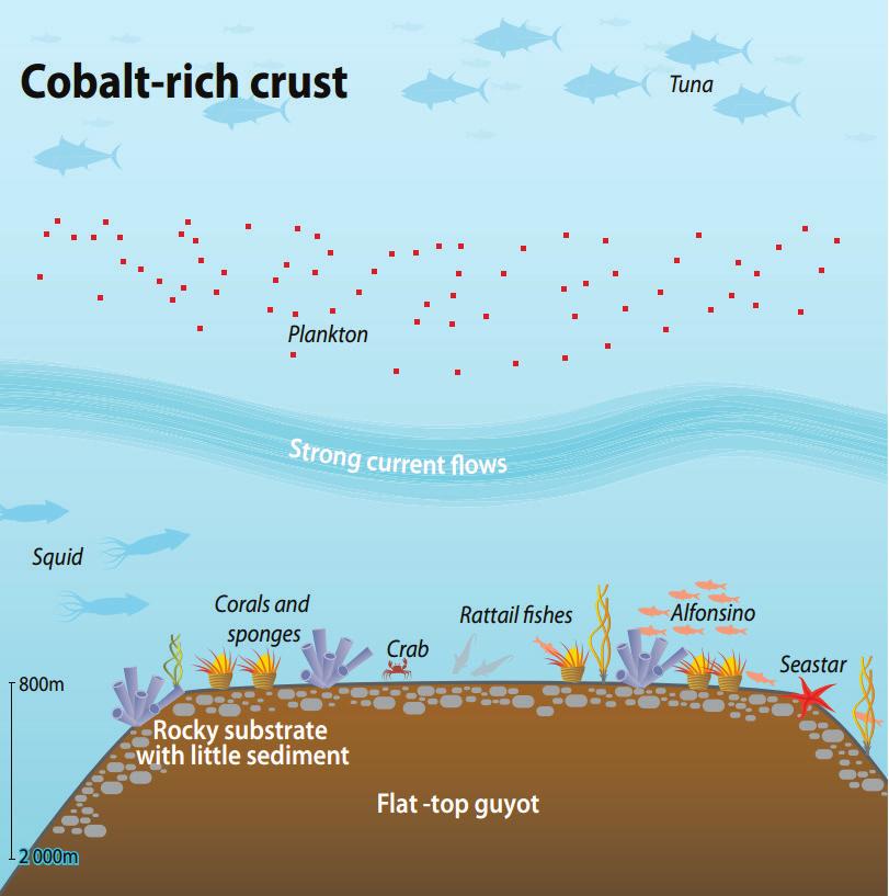 submarinos onde a sedimentação é mínima (Figura 21). A sua taxa de acumulação é de cerca de 1-6 mm por cada milhão de anos. A C Fig.