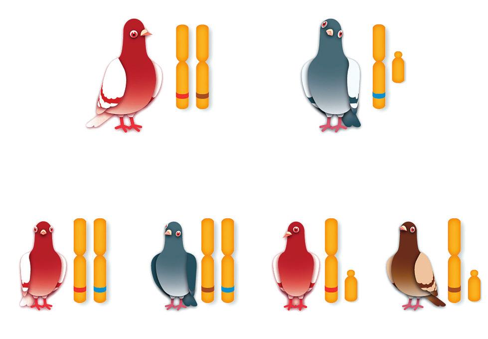 03 Em pombos, o sexo é determinado pelos cromossomos Z e W, sendo as fêmeas heterozigóticas ZW e os machos homozigóticos ZZ.