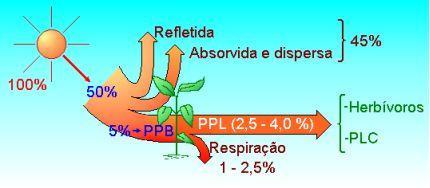 Produtividade na cadeia alimentar Produtividade Primária Bruta (PPB) = Taxa fotossintética total Produtividade Primária