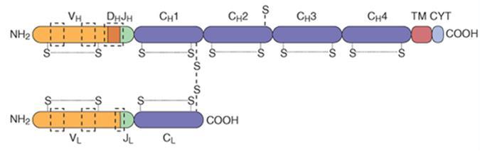 Cadeia pesada (proteína) Cadeia