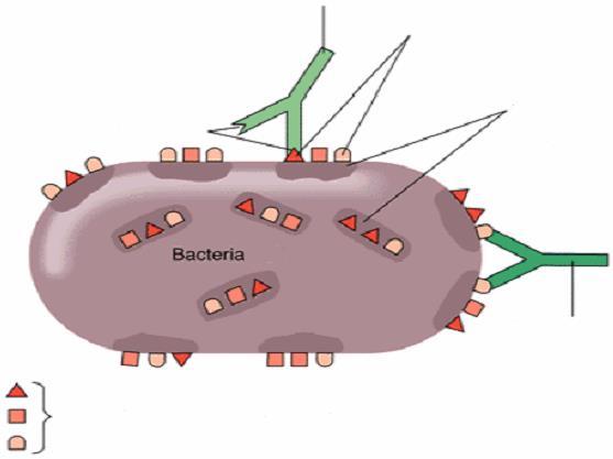 Determinantes antigénicos ou epitopos Anticorpo A Determinantes antigénicos no antigénio ou epitopos Locais de ligação Antigénios: componentes da parede celular