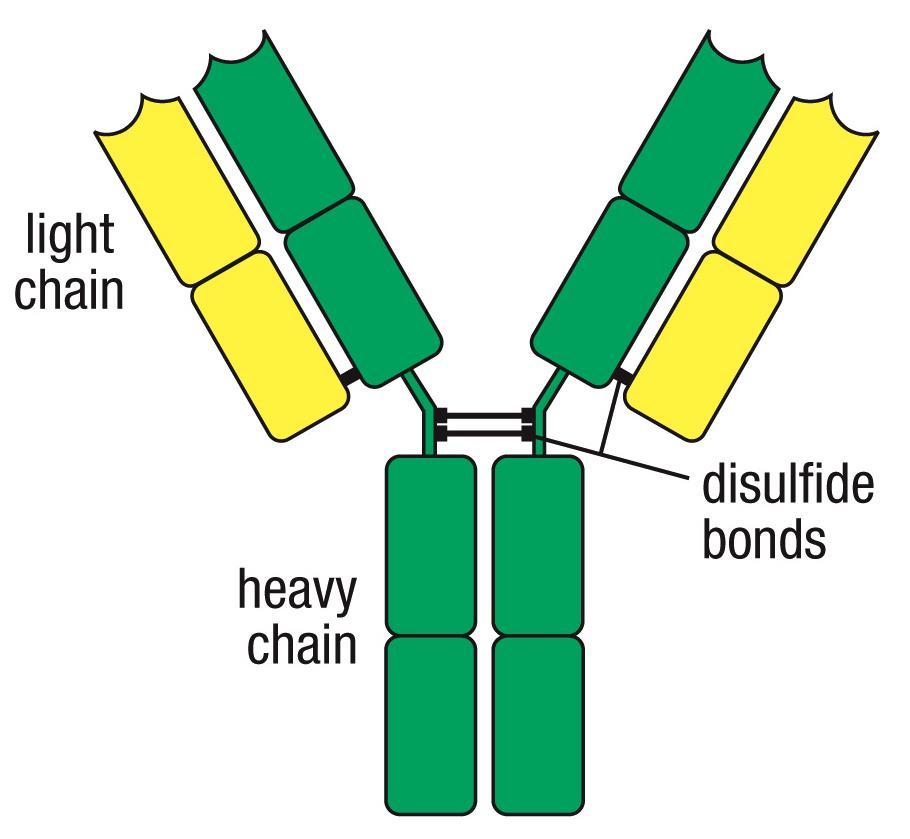 Estrutura básica de uma molécula de imunoglobulina