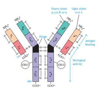 Introdução Figura 2 Estrutura das imunoglobulinas. 20 Cada cadeia, pesada ou leve, é composta por regiões constantes e variáveis.