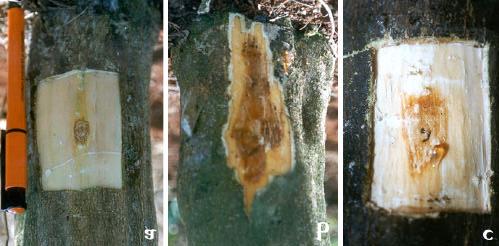 H.P. Medina Filho et al. a b c FIG. 2 - Variações no tamanho das lesões de Phytophthora parasitica observadas em troncos de híbridos de porta-enxertos de citros (Citrus spp.).