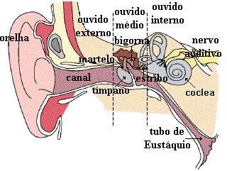 O Som O nosso aparelho auditivo é sensível a estas ondas de pressão de ar. Quando se batem as palmas das mãos, o ar que estava entre estas é afastado para os lados.