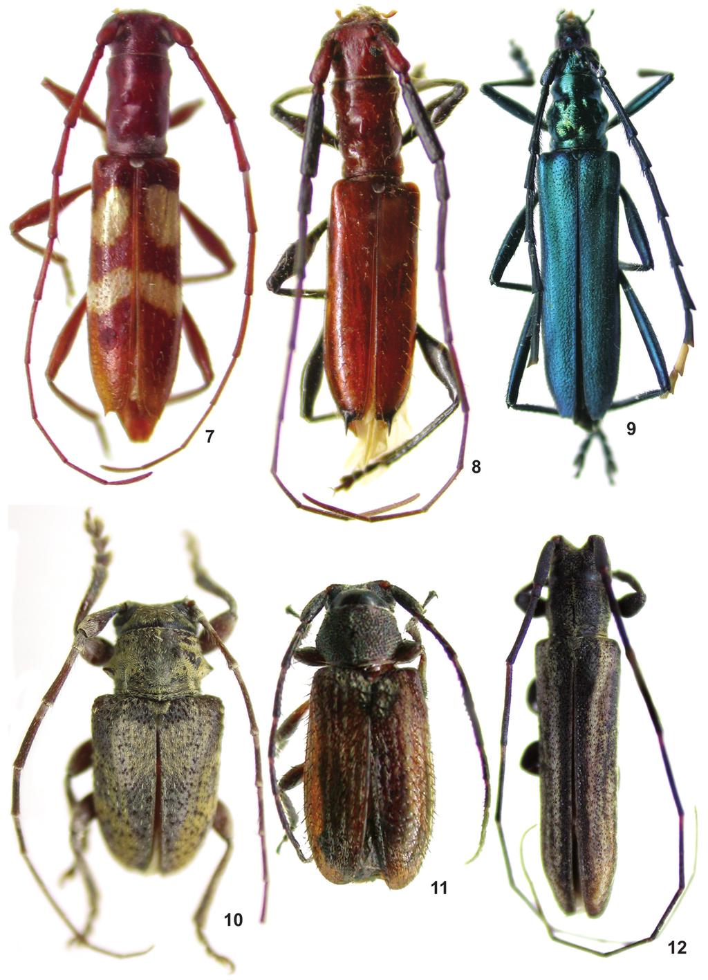 290 Martins. U.R. et al.: Cerambycidae do Maranhão. III Figuras 7 12: Habitus. 7. Compsibidion maculatum sp. nov., holótipo fêmea, comprimento, 9,0 mm; 8. Compsibidion ytu sp. nov., holótipo macho, comprimento, 10,8 mm; 9.
