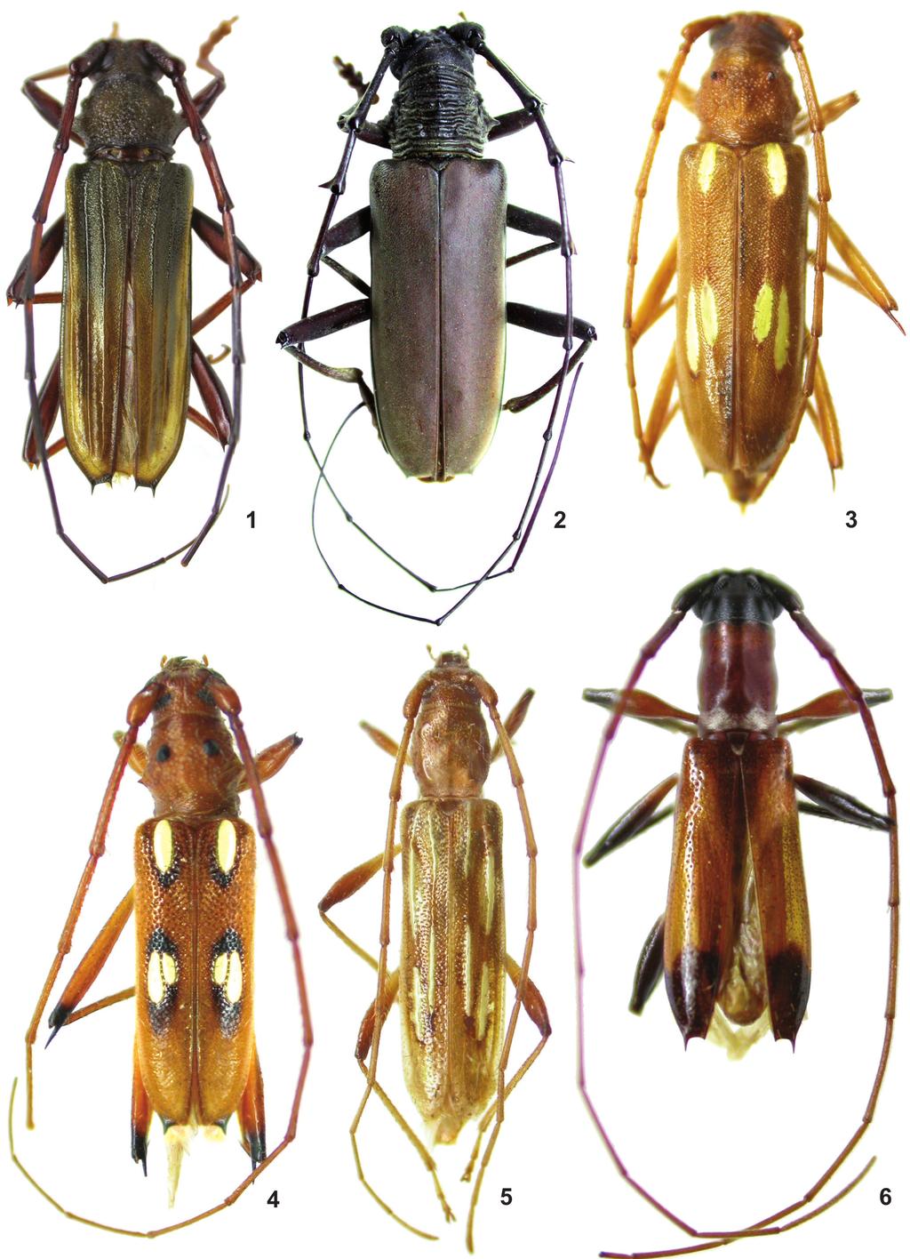282 Martins. U.R. et al.: Cerambycidae do Maranhão. III Figuras 1 6: Habitus. 1. Chlorida inexpectata sp. nov., holótipo macho, comprimento, 14,4 mm; 2. Jupoata germana sp. nov., holótipo macho, comprimento, 37,5 mm; 3.
