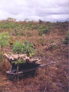 ISSN 1517-211X Uso de Árvores Leguminosas para Melhorar a Agricultura Familiar da Amazônia Oriental Brasileira 32 Belém, PA Junho, 2003 Autores Silvio Brienza Júnior Eng. Ftal., D.Sc.
