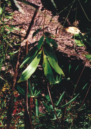 As mudas de árvores de crescimento inicial rápido (Acacia mangium; média de 32 cm por mês) e um pouco mais lento (Sclerolobium paniculatum e Inga edulis; média de 22 cm por mês) devem estar bem