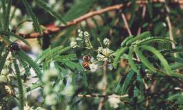 Volume de madeira produzido (30 meses): 15 a 20 m 3 / há Acacia angustissima (ligeirinha), espécie exótica Características Produtividade da