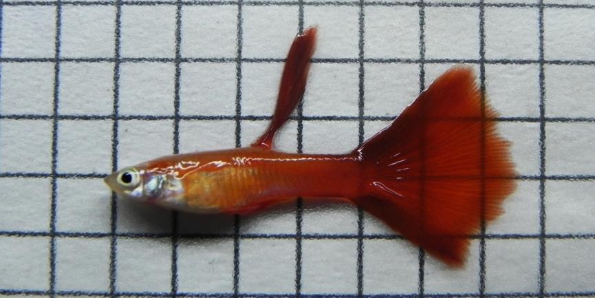 47 Figura 2 - Exemplar de macho adulto de guppy (Poecilia reticulata). Fonte: Arquivos pessoais, AQUAPAMPA, 2014. Figura 3 - Exemplar de filhote de guppy (Poecilia reticulata).