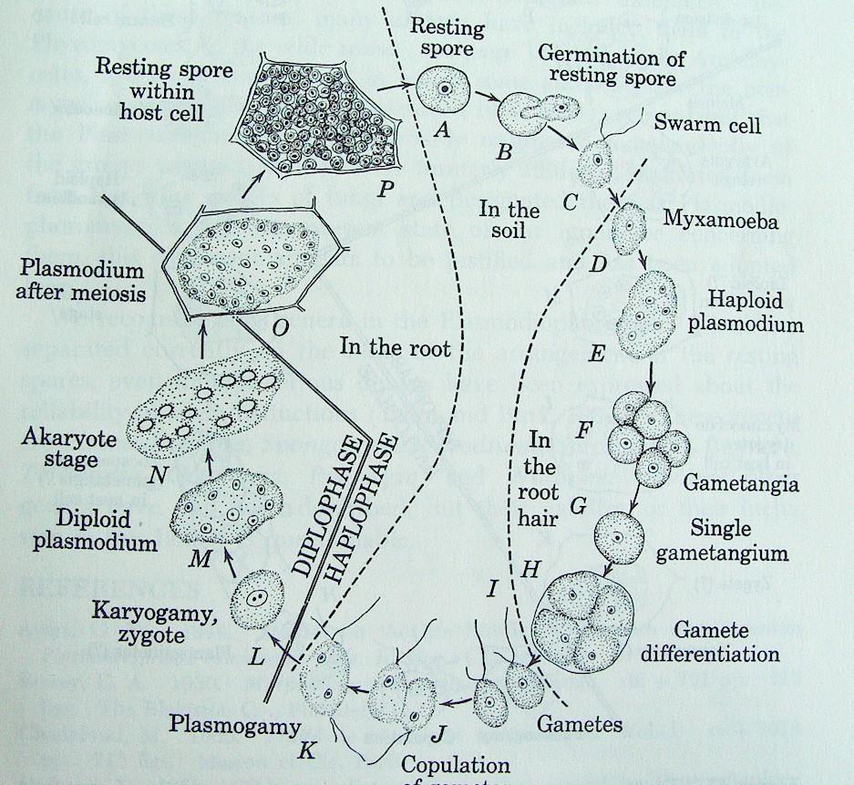 10 Figura 9. Ciclo de Polymyxa graminis. A infecção pode resultar tanto pela produção de zoosporos secundários ou pelos produzidos nos esporos descanso (Carroll et al. 1.998).
