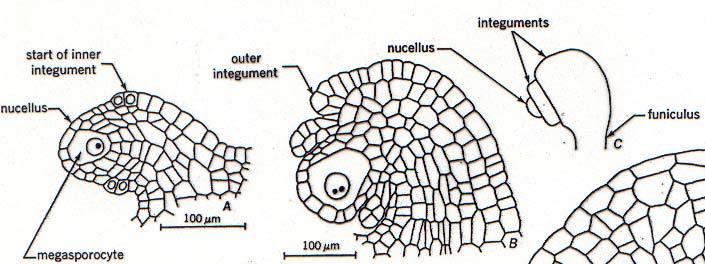 Megasporogênese célula-mãe de megásporo Tegumentos Tegumento interno