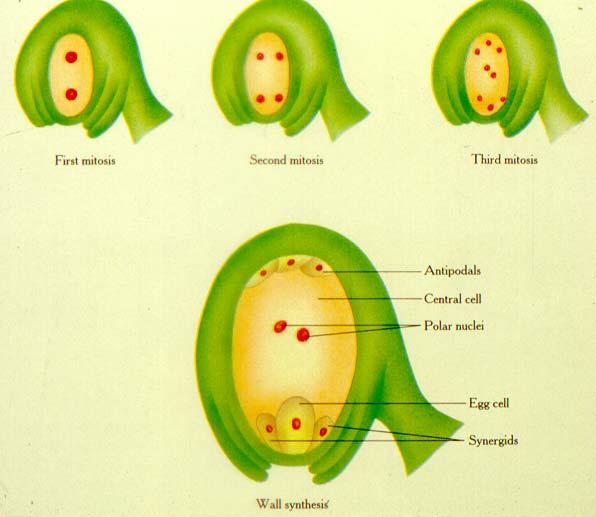 Formação do megagametófito Gametogênese - As mitoses Primeira mitose Segunda mitose