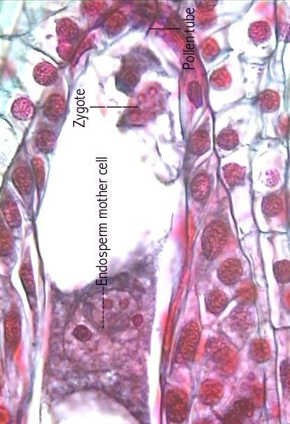 Esporófito (2n) flor carpelo Pétala Antera Ovário Óvulo estame Germinação da semente Embrião Microsporângio (2n) Megasporângio (2n) Endosperma Esporogênese Meiose Testa da