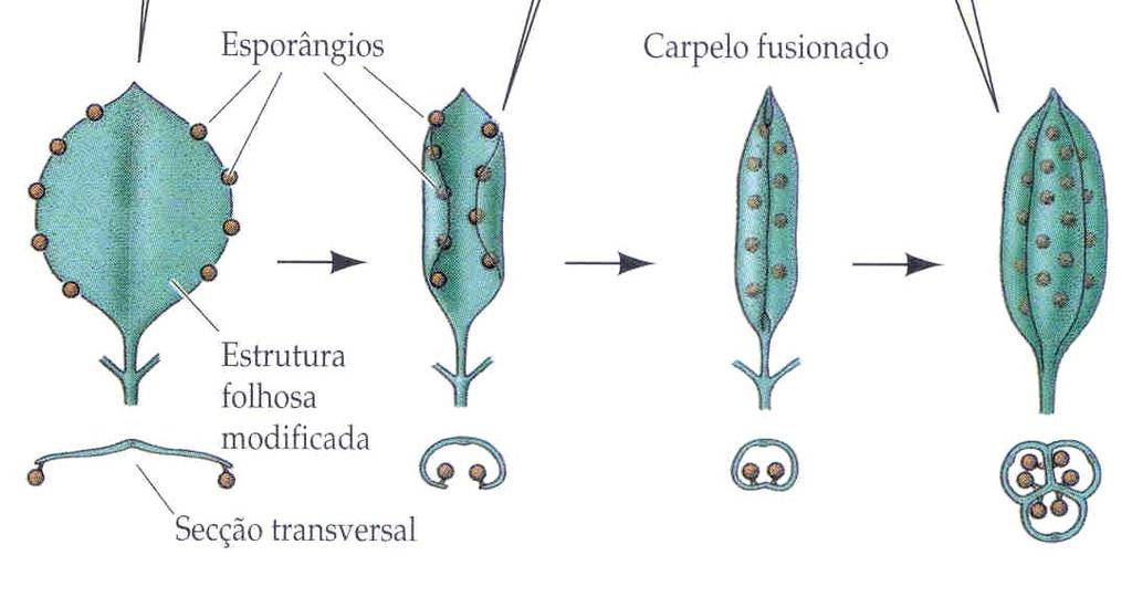 A origem do carpelo Megasporângios