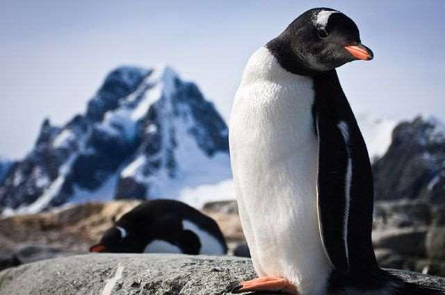Foto: depositphotos Tratado da Antártida A presença de humanos na região se deve aos agrupamentos de pesquisadores que desenvolvem trabalhos no continente.