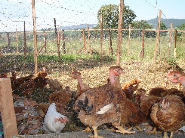 As aves foram vacinadas contra doença de NewCastle, Gumboro e Bronquite Infecciosa aos 7 e 21 dias e Bouba Aviária aos 21 dias de idade.