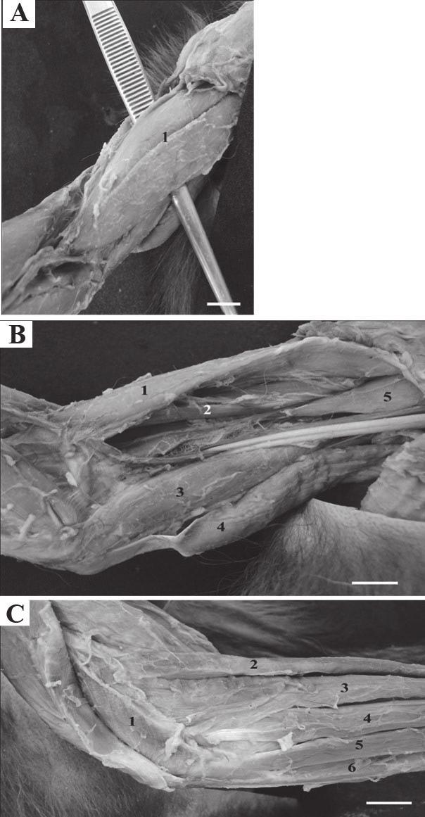Figura 1. Fotomacrografias de um exemplar de Sapajus apella. A- Vista lateral do membro torácico direito onde é possível observar o músculo supra-espinhal (1) e o infra-espinhal (2).