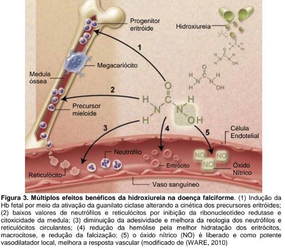 Fonte: (Júnior, 2014) A HU também promove redução no número de neutrófilos, expressão reduzida de moléculas de adesão aos eritrócitos e biodisponibilidade do óxido nítrico.