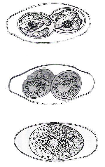 Oocisto de Isospora belli