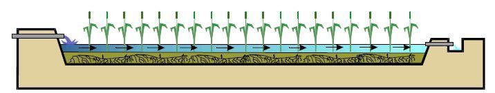 absorção de nutrientes e metais pelas plantas; pela ação de microorganismos associados à rizosfera; pelo transporte de oxigênio para a rizosfera.