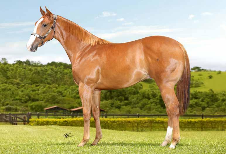 SPECIAL, PRODUTOR EM CORRIDA, TRÊS TAMBORES, E VAQUEJADA.