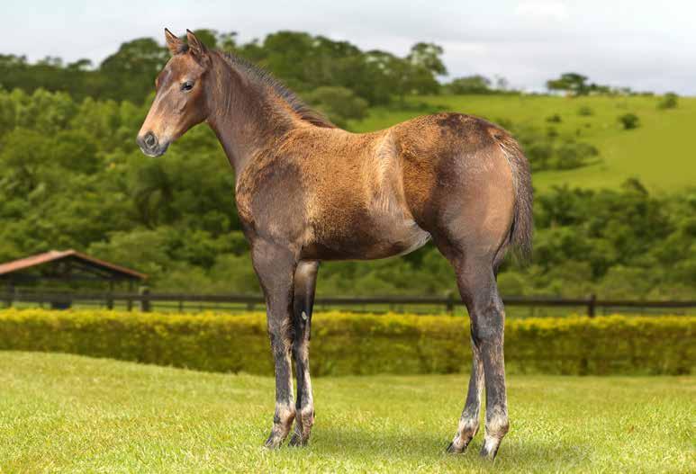 02 HOLLAND CORONA SHOW DUDALINA EASE SHOW 03 MACHO 20/10/15 CASTANHO PF CORRIDA 2018/ TRABALHO 2019/ VAQUEJADA 2020 FÊMEA 30/09/15 CASTANHO / HARAS RAIO PF CORRIDA 2018/ TRABALHO 2019/ VAQUEJADA 2020