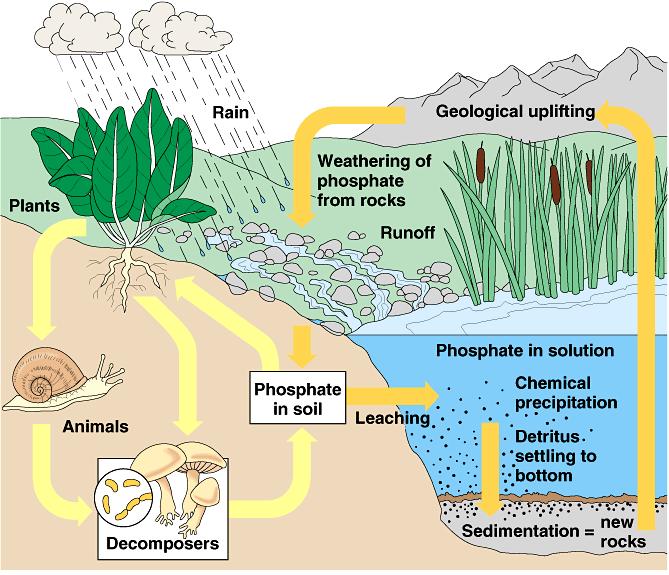Ciclo do fósforo Chuva Soerguimento Plantas Intemperização de rochas Escoamento Fosfato em solução Animais
