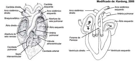 Nos répteis, o cone se divide em três, um pulmonar e dois sistêmicos (direito e esquerdo) independentes.