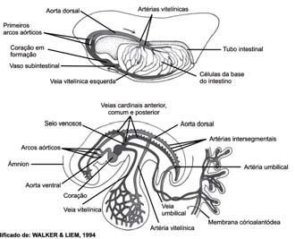Cordados I da ave (A) e o do mamífero (B). Estruturas dos corações e dos arcos sistêmicos das aves (A) e dos mamíferos (B).