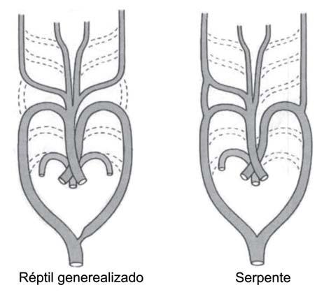 Aula 7 Arcos aórticos dos répteis: generalizado e de uma serpente. Nas aves as carótidas internas são substituídas por carótidas comuns no longo pescoço.