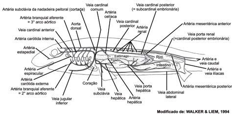 Cordados I Com relação aos vasos que irrigam a região posterior do corpo, o de maior destaque é a aorta dorsal, vaso mais conservativo dos vertebrados.