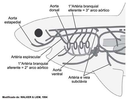 Cordados I Por último temos o sistema abdominal, que drena a parede ventral do corpo e os apêndices pares (peitorais e pelvinos).