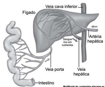 unindo-se, por meio de uma rede capilar, às veias hepáticas. Em agnatos e alguns teleósteos, a veia porta hepática drena, além do intestino, a região da cauda.