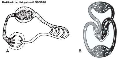 exemplo, em aberto (artrópodes, moluscos não-cefalópodes e tunicados), quando parte do trajeto do sangue é feito fora de vasos, em cavidades (seios ou lacunas), antes de voltar ao coração.