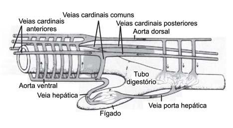 De todos os sistemas presentes nos vertebrados, o circulatório é o primeiro a se tornar funcional.