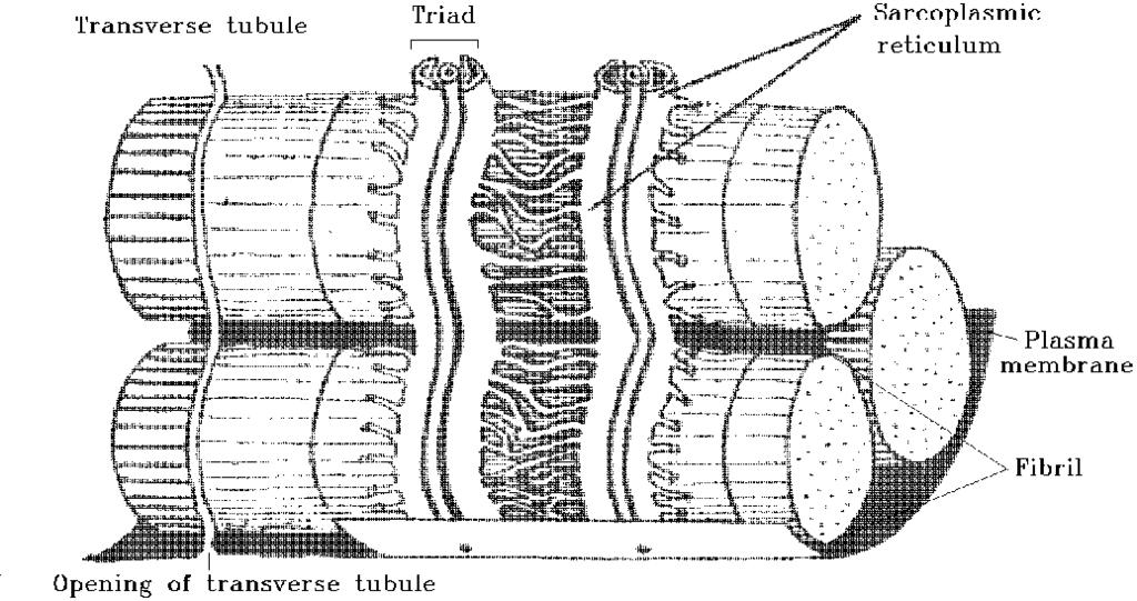 Retículo sarcoplasmático é o retículo endoplasmático da fibra muscular. É constituído por um sistema de vesículas, túbulos orientados longitudinalmente envolvendo as miofibrilas.