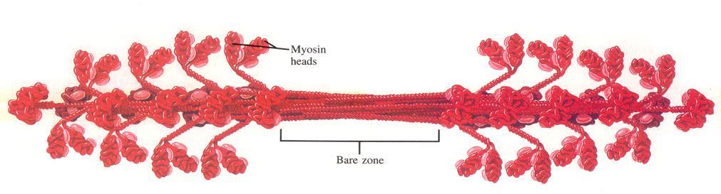 Filamento de miosina a extremidade de cada molécula de miosina emite, em sua extremidade, uma região de dupla cabeça. Uma porção fina e longa da molécula constitui o pescoço e a cauda.