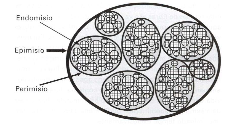 Corte transversal do músculo estriado esquelético: Epimisio: tecido conjuntivo denso não modelado.