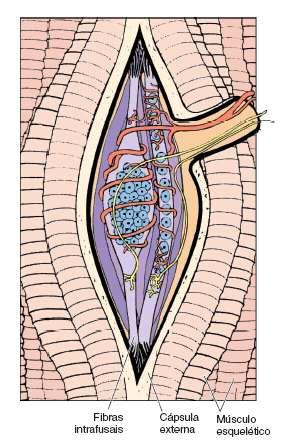 Fusos muscularesfibras intrafusais São fibras musculares esqueléticas