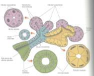 PRINCIPAIS HORMÔNIOS GASTROINTESTINAIS LOCALIZAÇÃO DAS CÉLULAS SECRETORAS: 1. NO EPITÉLIO DE REVESTIMENTO (células individuais) 2. EM CRIPTAS (células individuais) 3.