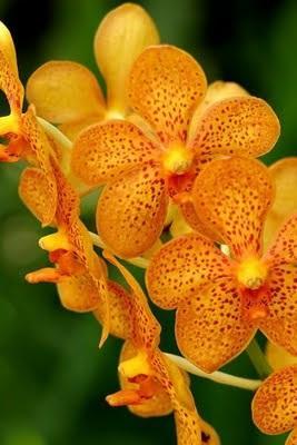 Vanda Saiba mais sobre essa beldade da natureza.