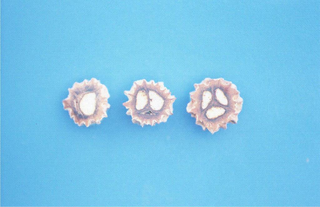 (Fig. 2 e 3). Na maioria dos tipos de muruci são encontrados, com maior freqüência, caroços contendo três sementes (Tabela 2). Fig. 2. Caroços de muruci.
